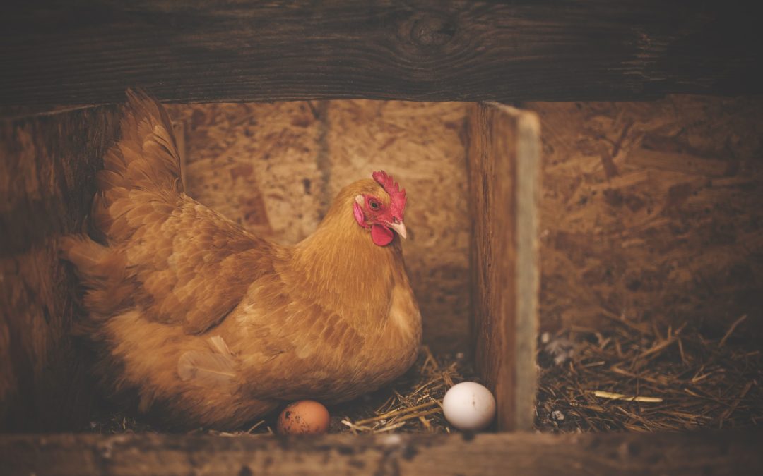 Chicken & Egg – Getting your Website Launched
